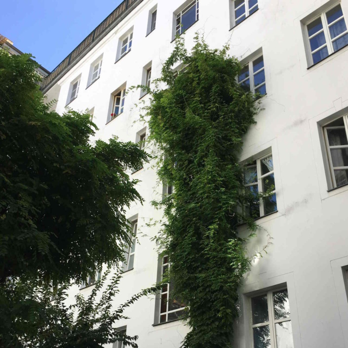 Grünschnitt Efeuentfernung Wein schneiden Rueckschnitt von Fassadenkletterer_Industriekletterer Berlin